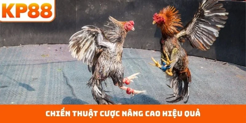 Trực Tiếp Đá Gà C3 – Sàn Đấu Công Bằng Nhất Hiện Nay 2 Chiến thuật cược nâng cao hiệu quả