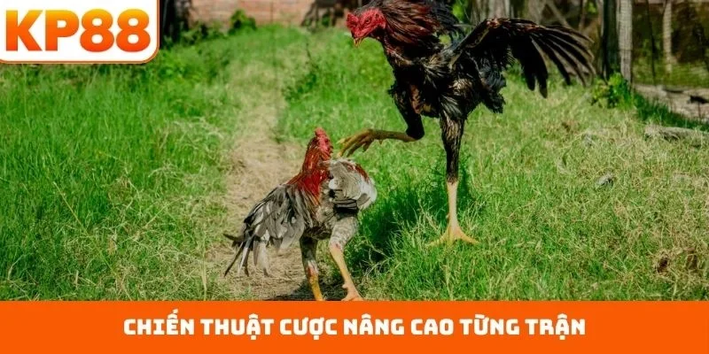 Đá Gà Cựa Sắt – Sân Đấu Quyết Liệt Với Ngón Nghề Đỉnh Cao 2 Chiến thuật cược nâng cao từng trận
