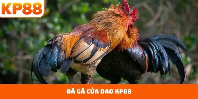 đá gà cựa dao