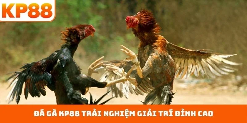 Đá Gà KP88 1 Đá gà KP88 trải nghiệm giải trí đỉnh cao