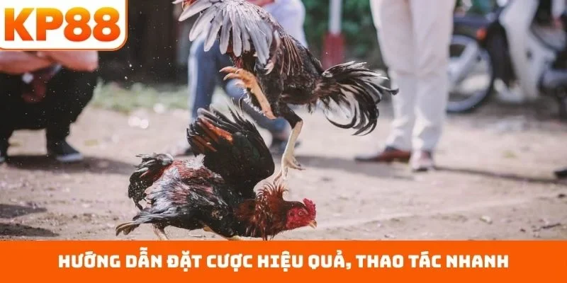 Đá Gà KP88 4 Hướng dẫn đặt cược hiệu quả, thao tác nhanh