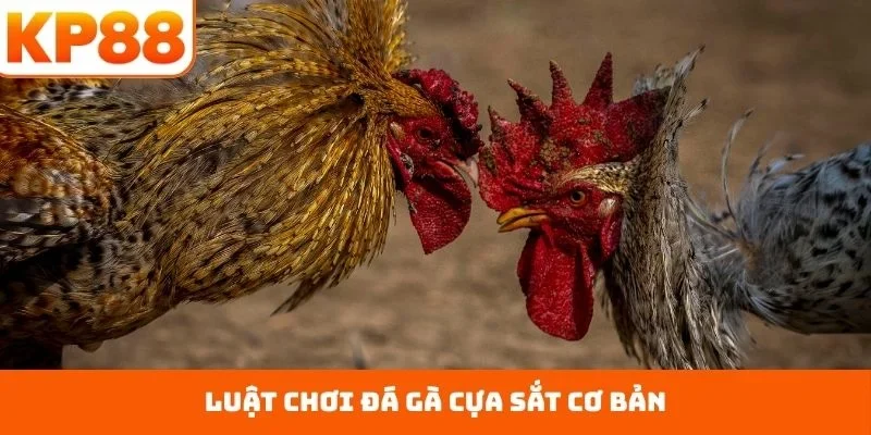 Đá Gà Cựa Sắt – Sân Đấu Quyết Liệt Với Ngón Nghề Đỉnh Cao 1 Luật chơi đá gà cựa sắt cơ bản