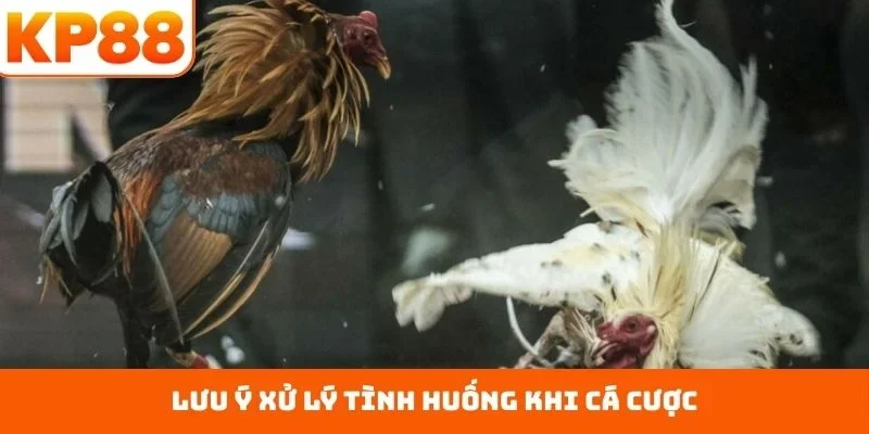 Lưu ý xử lý tình huống khi cá cược