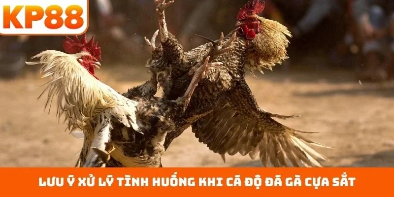 Đá Gà Cựa Sắt – Sân Đấu Quyết Liệt Với Ngón Nghề Đỉnh Cao 3 Lưu ý xử lý tình huống khi cá độ đá gà cựa sắt