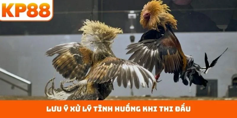 Trực Tiếp Đá Gà C3 – Sàn Đấu Công Bằng Nhất Hiện Nay 3 Lưu ý xử lý tình huống khi thi đấu